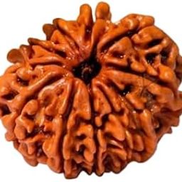 TATVALOK 10 Mukhi Rudraksh/Natural 10 Faced Rudraksha (Brown) | Lab Certified - Origin Natural | for Men & Women || दश मुखी रुद्राक्ष ||-image-60