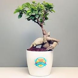 Floweraura Air Purify Live Indoor Bonsai Plant in Plastic Pot with Mom Theme Sticker for Living Room, Balcony, Kitchen, Home/Office Decor, Birthday Gift, (Same Day Delivery)-46