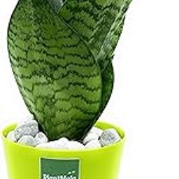 PlantMela Sansevieria Green Air Purifier Snake Plant with Self Watering Pot (Green)-image-115