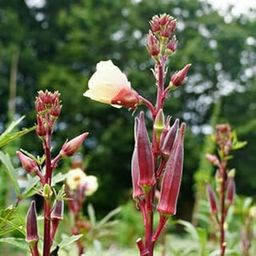 F1 Ladyfinger/Bhindi/Okra High Germination Seeds Organic Hybrid Vegetable Seeds for Home and Terrace Gardening (Pack of 100 Seeds)_P19-image-2