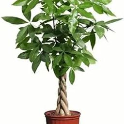Mphmi Seedless Plant Indoor Plants Pachira Aquatica | Money Tree � Plants-image-42
