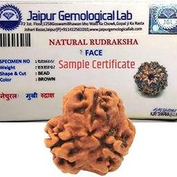 3 Mukhi Nepali Rudraksha Bead, Three Faced Nepali Rudraksha Lab Certified Original Natural Quality Rudraksha Bead for Men & Women, Color Brown, Origin Indian by Divinebhushan-picture-50