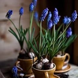 Radha Krishna Agriculture® Imporetd Muscari Flowers Bulb in winter season in India For Home Gardening (Pack of 1 Flower Bulbs)-image-21