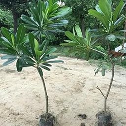 WoFLoo Live Champa White Flower Plant with Pot Natural Plant-image-64