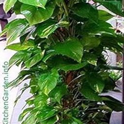 live moneyplant-46