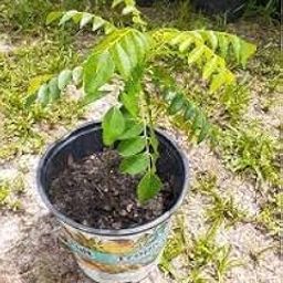 SelfLine | Curry leaf/kadi patta live plant-picture-19