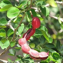 Patpert Agrotech Jungle Jalebi Manila Tamarind Madras Thorn Pithecellobium Dulce Fruit Tree (1 Live Plant in poly bag)-image-4