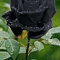 Manju biswas Nursery Black Rose Rosa Rubiginosa Deri Rose Golap Live Flower Plant 1-2 Ft-image-29