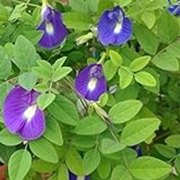 Live Shankhpushpi Flower Plant, Aparajitha/Sangu Poo/Clitoria Ternatea Live Blue Flower Plant : 1 Healthy Live Plant Black Pot-image-20