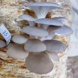 Gachwala White Oyster Mushroom Spawn - (Pack of 400 Gm), High Yield Oyster Mushroom Seeds, Edible CO2 Variety, White Micelium Spores, Grain Based Seeds for Mushroom Cultivation and Growing-18