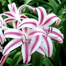 PLANTOGALLERY Crinum Lily Flower Bulb (Pack of 2 Bulbs)-image-44