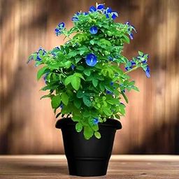 Live blue Aparajita Flower Climber Butterfly Pea Asian Pigeonwings Clitoria Ternatea Live Plant For Herbal and Medicinal Uses with Suitable Pot (Pack Of 1)-image-9
