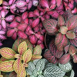 CAPPL Live Fittonia (Nerve Plant) 4 Indoor Plant With Pot For Home, Livingroom, Office and Desk-image-33