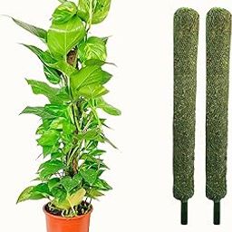 Leafy Tales Moss Stick- Green Grass Pole for Plants Support, Moss Stick for Money Plant, Climbing Indoor Plants (Set of 2) (2 ft) (Mostick 2 Ft Set of 2)-21