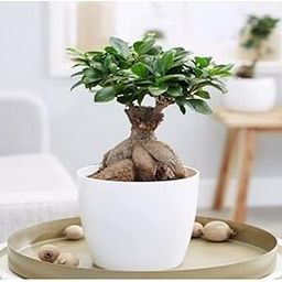 Healthy Vibe Ficus Ginseng Indoor Bonsai Live Plants Indoor Air purifying plants plants for home, Office Decor, Garden(FICUS BONSAI)-image-90