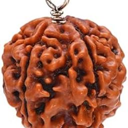 Beautiful 4 Mukhi Rudraksha Original Certified Masterpiece Clear Etches Chaar Mukhi Rudraksh Four Face Rudraksha For Astrologies Purpose चार मुखी रुद्राक्ष 4 मुखी रुद्राक्ष ओरिजिनल-picture-11