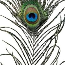 Peacock Feather | Mor Pankh | Real Peacock | Feather Tails for Home Decor Full Length (Pack of 5 Pieces)-image-56