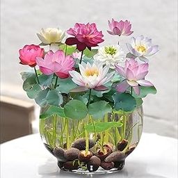 Amulya Farms Lotus Flower Seeds for Home Garden Pack of 20, 100% IMPORTED Japanese Mix Colour, Original Rainbow Seeds for Plant in Water, Summer Plants for Gardening | Live Indoor Plants-image-70