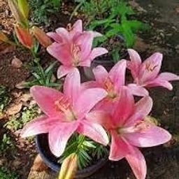 asiatic lily flower bulbs pink, Highgermination (Pack of 6)-image-9
