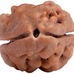 दो मुखी रुद्राक्ष ओरिजिनल Wonderful Capping 2 Mukhi Rudraksha Pendant Genuine & Natural Two Face Rudraksha Nepali Gol Dana Pure Brown 2 Face Rudraksha Original Certified With Igl Report-15