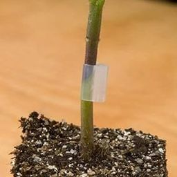 Siddhi Garden Seeds Tomato Plant Grafting Clip, Bran Silicone Plants Grafting Clip 2.5 mm Pack of 50-image-65