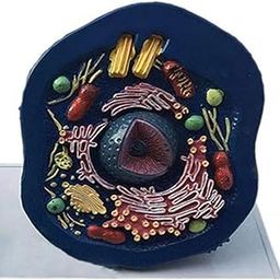 LR DECOR Animal and Plant Cell Model Teaching Comparative Model for Display Teaching-image-58