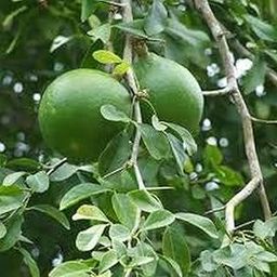 Creative Farmer Vilvam Maredu Bael Wood Apple Bitter Orange Stone Aegle Marmelos Living Plant In Poly Bag Rare Exotic Baelplant (Healthy Live Plant)-image-97