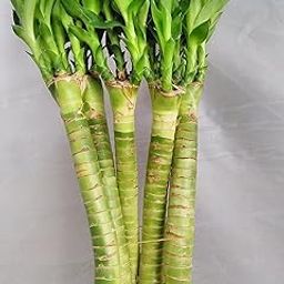 OhhSome 3Pcs Lotus Bamboo Plants 50 Cm (3 Stick) Without Glass Container (Healthy Live Plant)-image-43