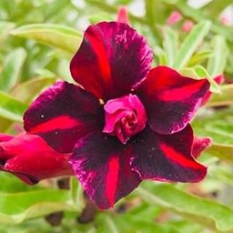 Hybrid Grafted Adenium Bonsai Desert Rose Flower Plant MultiColour Mixed Variety Mature for Flowering with Free Plastic Pot Pack of 1-image-29