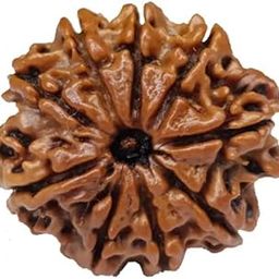 Astro Cart 9 Mukhi Rudraksha Original Certified Nepali Bead Pendent 9 मुखी रुद्राक्ष Nau Mukhi 9 Face Rudraksh Real Nine Mukhi| Face Rudraksha Bead नौ मुखी रुद्राक्ष पेंडंट for Jap-picture-6