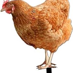 CLUB BOLLYWOOD®Garden Stakes Garden Decoration Chicken Sculpture for Outdoor Backyard Patio Style B|Home & Garden | Yard, Garden & Outdoor Living | Garden D?©cor |1 Garden Stake-image-61