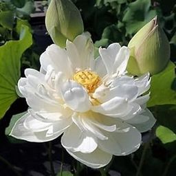ROYAL LAND White Lotus Seeds Snow White Aquatic Plants Water Lilly Nice Fragrance 20 Seeds-image-54