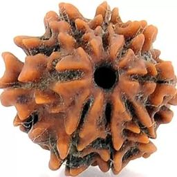 ShivTantar 8 mukhi Rudraksha Natural Bead & Certified, Astrological Eight Mukhi Rudraksha Bead/Faced Rudraksha | Positive Effect | Unisex Both for Men & Womenx20-picture-9