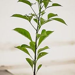 TARUVAR Kalpavriksha Plant - Seed Grown Live Outdoor Plant | Divine Kalpavriksha Tree - Tree of Life | Adansonia Madagascariensis-image-38
