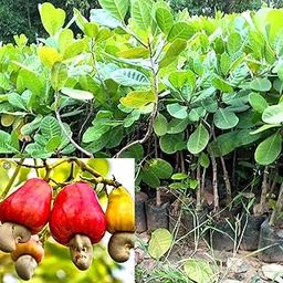 AGRO ALIVE Live Cashew Nut Grafted Apple Kaju Plant (1 Healthy Live grafted Plant)-image-13