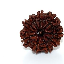 Natural 9 Face Rudraksha 9 Mukhi Rudraksha Lab Certified Rudraksha-picture-5