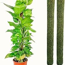 PlantaZee Moss Stick 3 FT - 2 Pieces -Moss & Coir Stick for Plant Support, Indoor Plants, House Plants & Plant Creepers brown-image-48