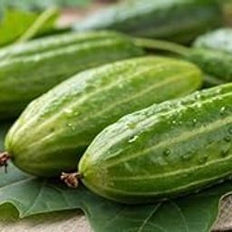 Parwal Ivy Gourd Plant Combo – Pack of 5 Live Plants (Male + Female) for Terrace or Kitchen Garden Setup-image-82