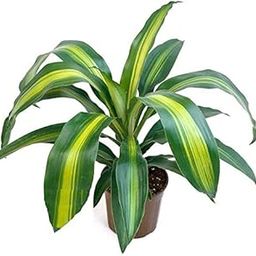 The Four Seasons Dracaena Fragrans Massangeana Natural Live Plant in Pot-image-38