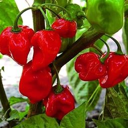 VibeX Habanero Caribbean Red Chilli Pepper Seeds-300 Seeds-image-30