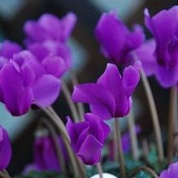 Siviga® Cyclamen flower bulbs for Your Garden | purple Cyclamen Flowering Plants bulb | all season Flowering bulbs for Planters pack of 1 bulbs-image-56