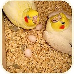 Manually Extracted Dust Less Bedding Wood Shavings for Hamster, Bird, Chinchillas, Guinea Pig, Mice, Rabbit, Reptiles & Small Animals (500 gm)-image-2