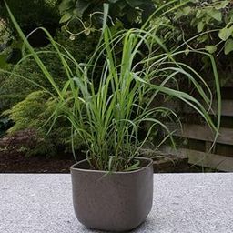 Live Citronella Herb Grass Plant – Pack of 1-image-39