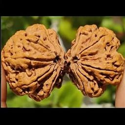 FOREVER Gems Holistic Gauri Shankar Rudraksha Real Nepali 9 Mukhi Gaurishankar Rudraksh Original Certified AA++ Shiv Parvati Ruthratcham for Men & Women गौरी शंकर रुद्राक्ष-2