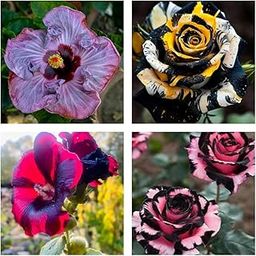 Hybrid 2 Rose & 2 Hybrid Hibiscus Live Plants Combo Pack Set of 4 | German Variety | 12 Months Flowering | Gutikalam [Air Layering] | Multicolor Blooms in Grow Bags [MMq_01l]-image-80
