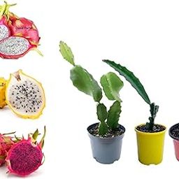 Cloud Farm Dragon Fruit Combo Pack of All Three- 3 Varieties- Yellow Skin, Pink Skin but White Flesh and PinkSkin with Pink Flesh.. Hybrid Rooted Dragon Saplings. [V4]-picture-17