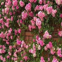 IXORA Pink Colour Climbing Rose Fragrant Flower Live Plants & Tree(1-2 Feet Size)-picture-11