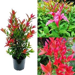 All Weather Beautiful Syzygium Plant,Grafted Plant (Pack of 1 Live plant)-image-18