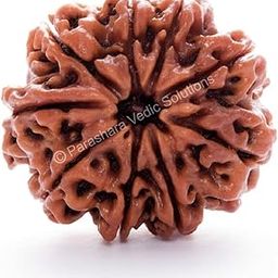 ARKAM Nine Mukhi Rudraksha Certified/Original Nepali 9 Mukhi Rudraksh/Natural 9 faced Rudraksha (Brown) with Certificate and Puja Instructions-image-78