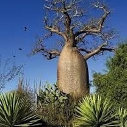 QUITO African Baobab Tree, Adansonia Digitata, Giant Succulent Plant Hight 2/3 feet healthy plant easy care fast growing-image-53